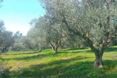 Φιλιατρά, Αγροτεμάχιο, Πώληση, 10000 τ.μ